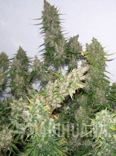 moby-dick-auto.jpg