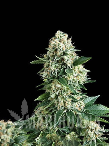 nyc-diesel-auto.jpg