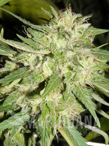 orange-bud-auto.jpg