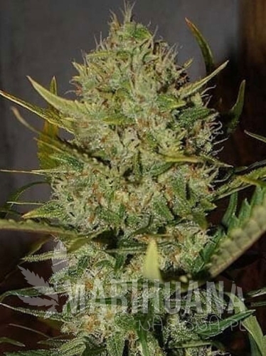 pineapple-chunk-auto.jpg