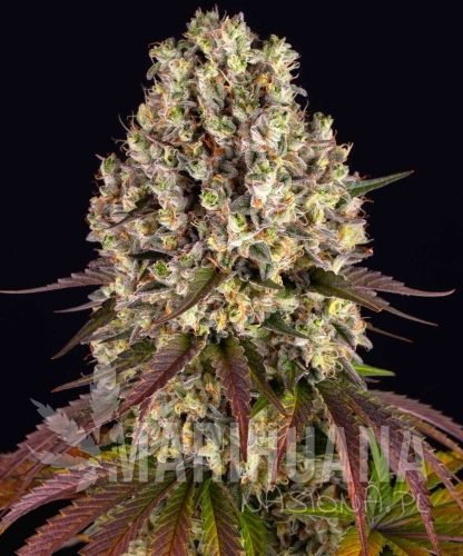 __sour-diesel_circle_new_21_911976.jpg