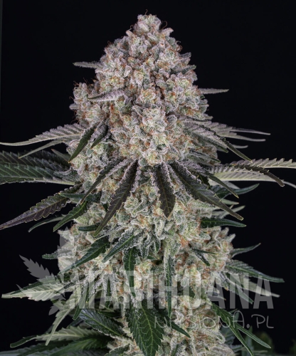 __sour-diesel-auto_circle_new_21_924450.jpg
