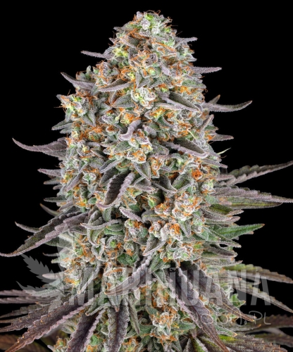 __sour-strawberry_circle_new_21_911833.jpg