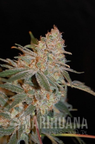 ADVANCED SEEDS - Black Diesel