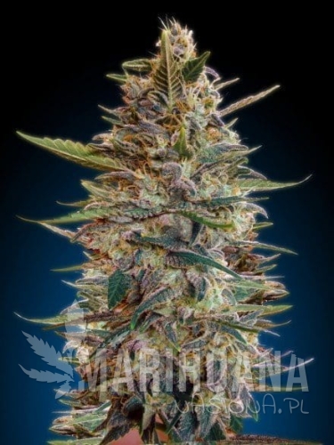 ADVANCED SEEDS - Auto Blue Diesel