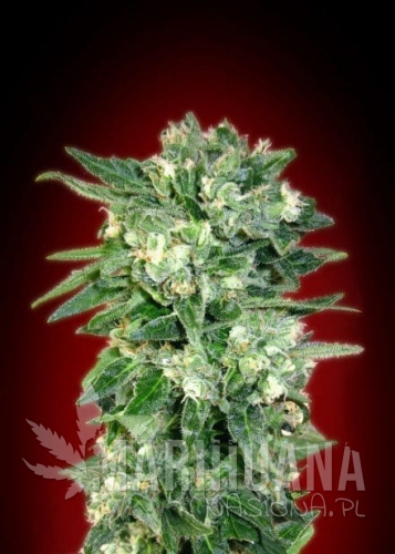 ADVANCED SEEDS - Auto Kaya 47