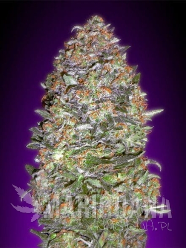 ADVANCED SEEDS - Auto NYC Diesel