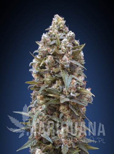 00 SEEDS BANK - 00 Kush