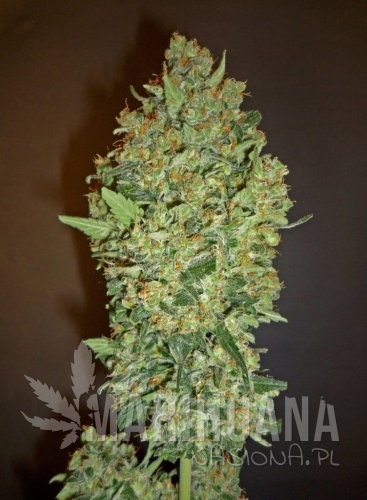 00 SEEDS BANK - Cheese Berry