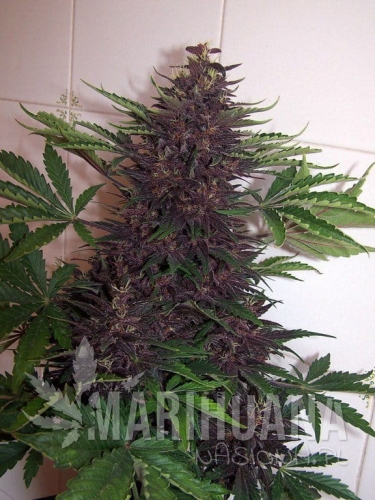 d19f80f165a95f5bd628b40ed93d1d5397ada6e0