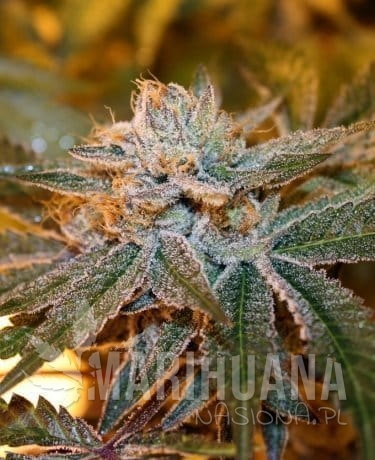 acf3981ecd0b2160097dd77b56bbd0d2dfd636bf