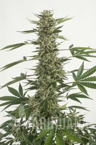 a32a5ed3dbe074b46b9c67f640500ffe431d7039