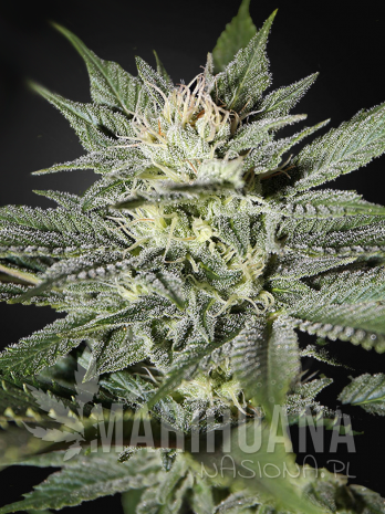 CBD Great White Shark.png