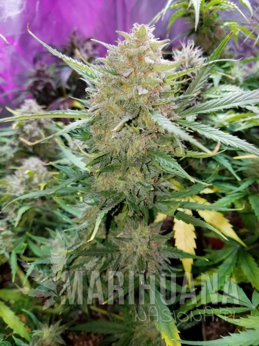 cream mandarine auto.jpg