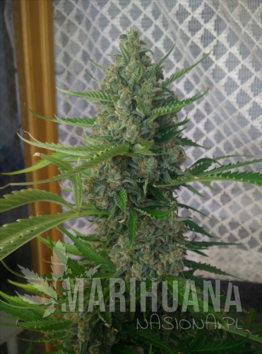 cream mandarine xl auto.jpg