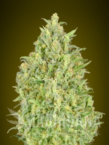 auto_pineapple_glue2.jpg
