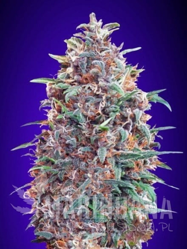 auto_gorilla_blue.jpg