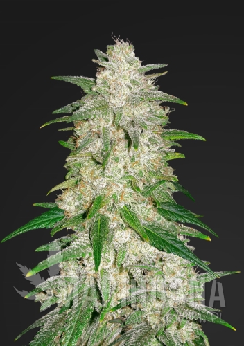 gelato-auto.jpg