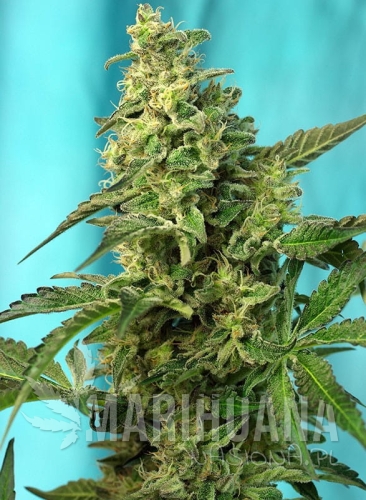 green-poison-fast-version.jpg