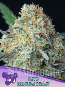 Rainbow Donut Auto - ANESIA SEEDS
