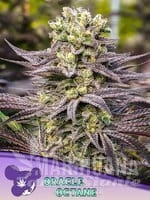 oracle-octane-anesia-seeds-1.jpg