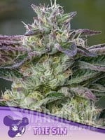 the-sin-anesia-seeds-1.jpg