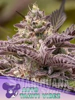 tahiti-vibez-auto-anesia-seeds-1.jpg