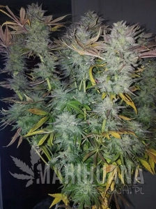 Gorilla Zkittlez