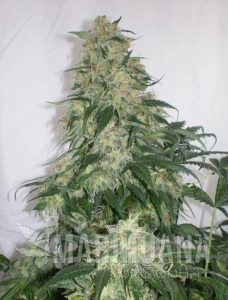 Amnesia Haze