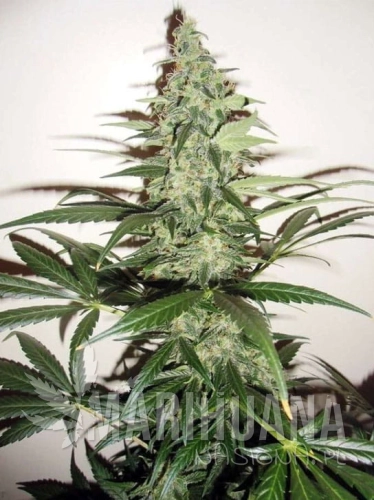 super-lemon-haze-auto1-marihuana-nasiona.jpg