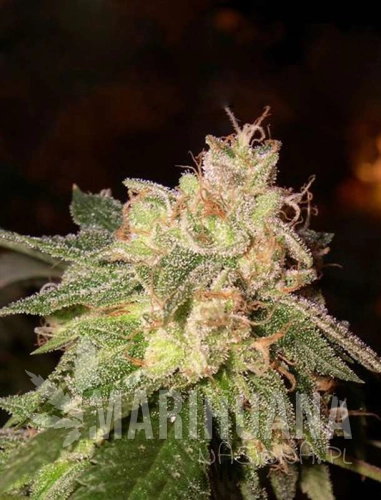autoogkush2-marihuana-nasiona.jpg
