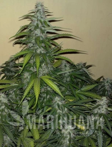 automazar1-marihuana-nasiona.jpg
