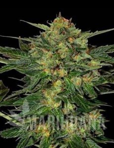 LSD Auto