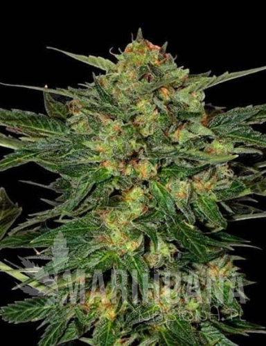lsd-auto-marihuana-nasiona.jpg