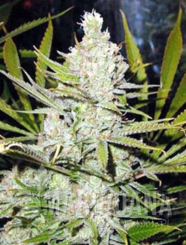 northern light-marihuana-nasiona.jpg