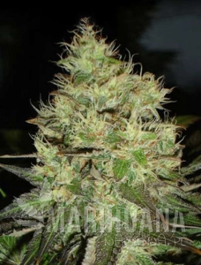 Jack Herer