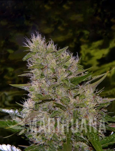 criticalmass1-marihuana-nasiona.jpg