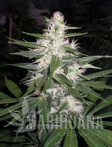 chemdog18-marihuana-nasiona.jpg