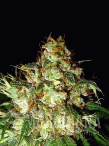 Cheese Auto