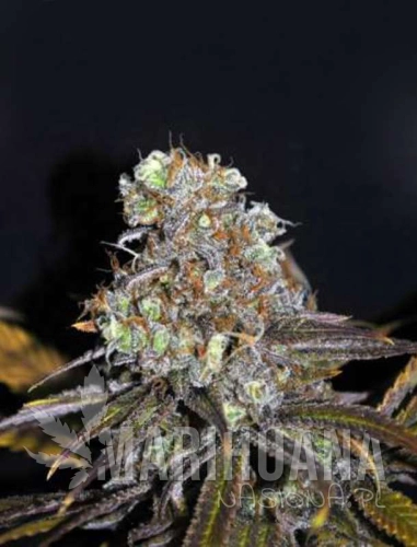 cbdcriticalmass-marihuana-nasiona.jpg