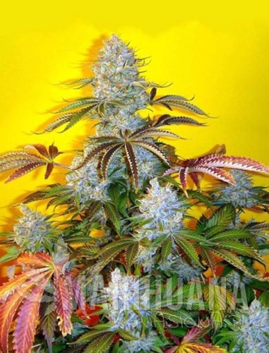 autobubblegum12-marihuana-nasiona.jpg