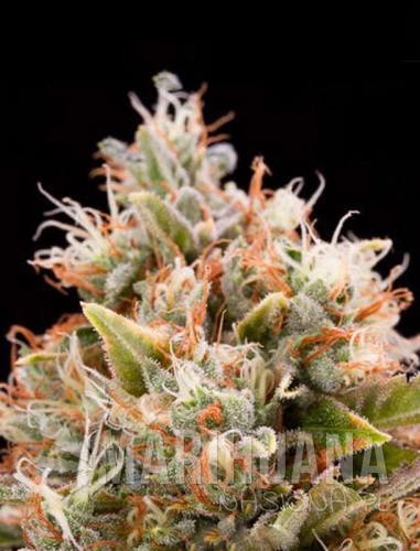 bluedreamauto1-marihuana-nasiona.jpg
