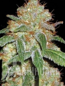 Black Domina