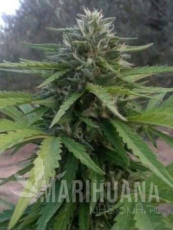 amnesialemonauto-marihuana-nasiona.jpg