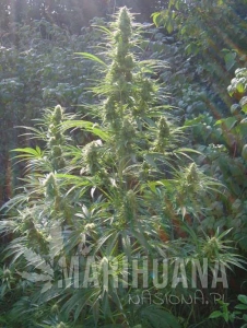 Durban Poison