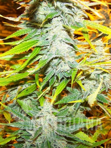 amnesia-kush-fv.jpg
