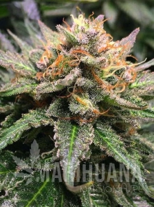 Amnesia Lemon