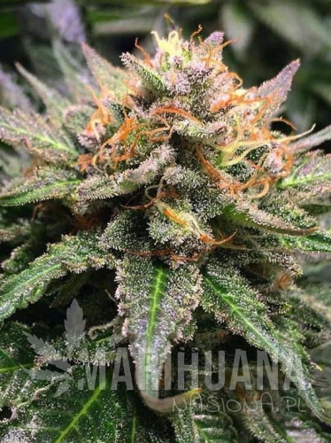 amnesia-lemon-marihuana-nasiona.jpg
