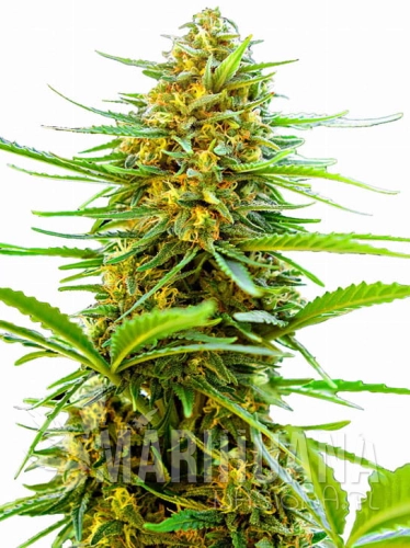 banana-punch-auto.jpg