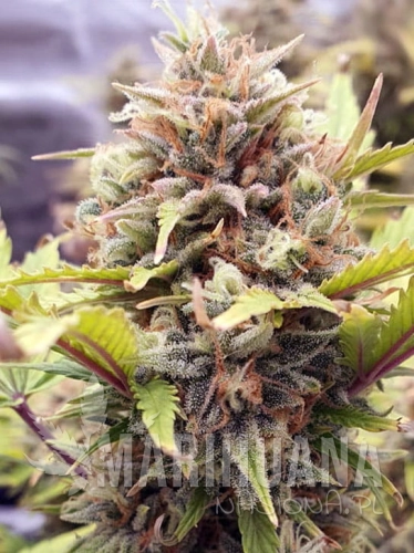 cherry-pie-auto.jpg